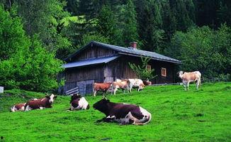 农场西南农庄爆料视频,农场爆料视频带你探秘田园生活  第1张